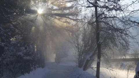 Sun's rays through the branches of a tree Stock Footage 71415978