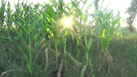 Sun's rays through a corn field at summer time Vídeo Stock 138075243