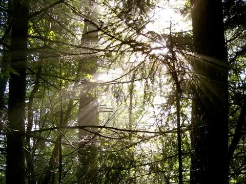 Sun's Rays through evergreen tree silhouettes.JPG Fotos Stock