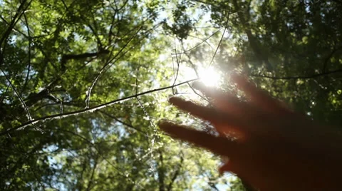 Sun's Rays Through Fingers Palm 스톡 동영상 38256438