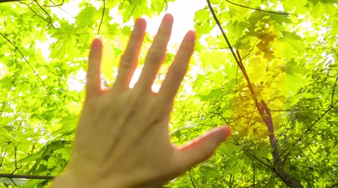 Sun's rays through fingers palm Video stock 39100965