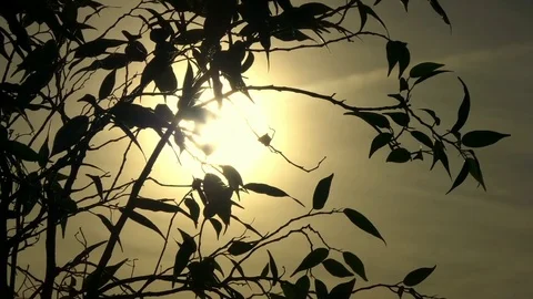 Sun's Rays Through Fingers Palm Stock Footage 70085233