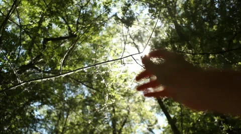 Sun's Rays Through Fingers - Tracking shot Stock Footage 38254651