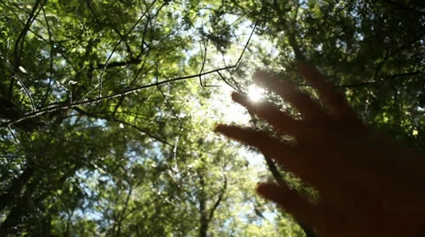 Sun's Rays Through Fingers - Tracking shot + Flying Particles Stock Footage 38265874