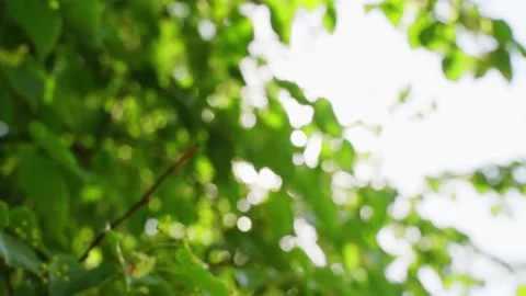 The sun's rays through the foliage Stock Footage 156602882