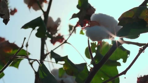 The sun's rays through an open cotton plants bolls Stock Footage 210767692