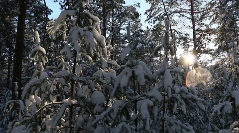 The sun's rays through the snow-covered branches of trees. Stock Footage 60375661