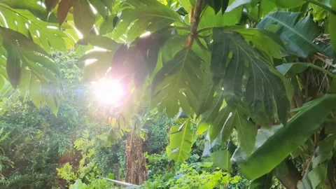 Suns Rays Through Trees Leaves Stock Footage 233375260