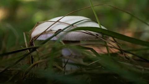 The sun's rays twinkle on the mushroom's head Stock Footage