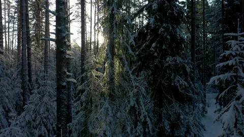 Sun's rays in winter forest covered snow. Spruces in snow. Forest after snowfall Stock Footage 252489054