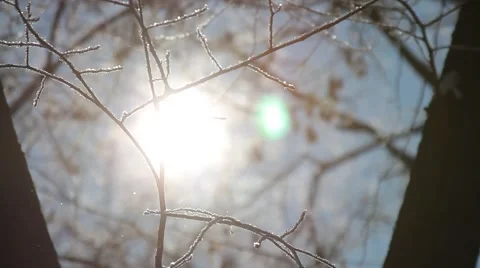 The sun's rays in winter forest Stock Footage