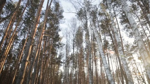 The sun's rays in the winter garden Stock-Footage 71759695