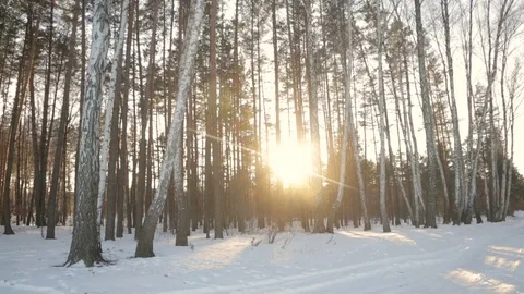 The sun's rays in the winter garden Stock Footage 71759985