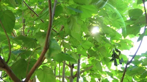 The sun's rays2 Stock Footage 81618824