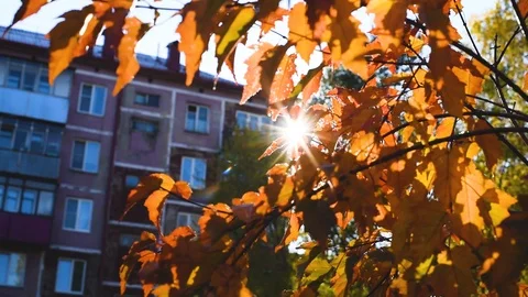 The sun's warm rays make their way through the foliage on an autumn day Stock Footage 95767038