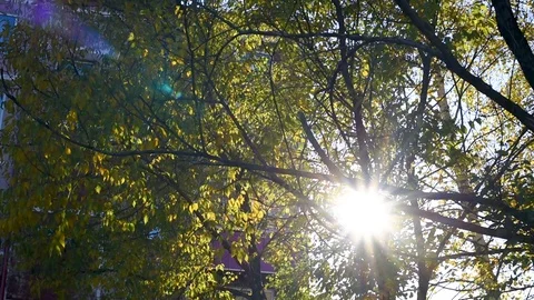 The sun's warm rays make their way through the foliage on an autumn day Stock Footage 95767107