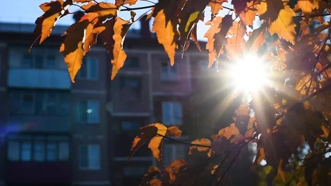 The sun's warm rays make their way through the foliage on an autumn day Stock Footage 95767177