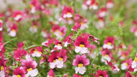 Sunsatia plus cherry on ice or namesia. Small bright spring flowers for flower Video stock 197346580