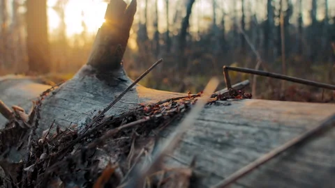Sunset above broken dry log Видео 168280334