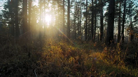 Sunset above dense forest 스톡 동영상 168000320