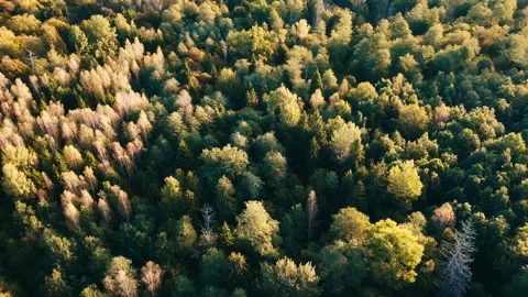 Sunset above forest Stock Footage 260630274