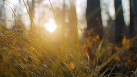 Sunset above grass lawn in forest 스톡 동영상 168279423