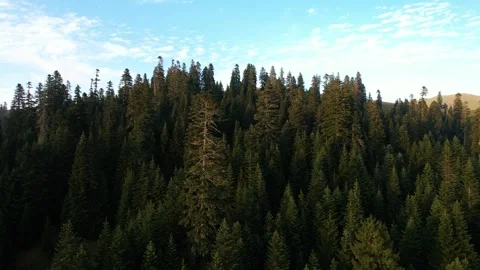 Sunset above the mountain spruce forest Stock Footage 242033060