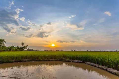 Sunset above rice fields. Stock Photos
