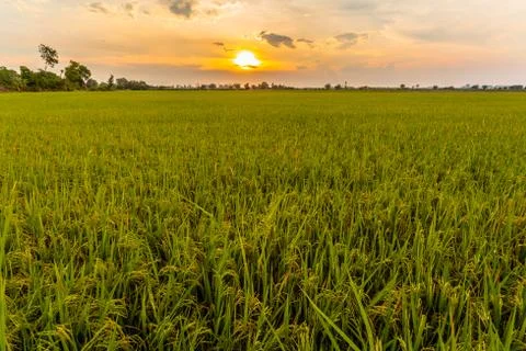 Sunset above rice fields. Stock Photos