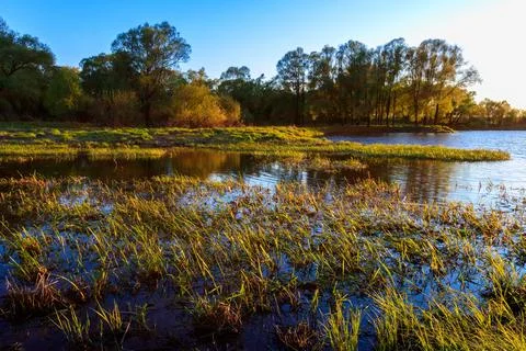 Sunset above the river at summer evening with willow Stock Photos