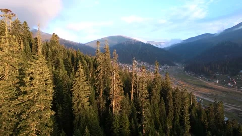 Sunset Above The Spruce Forest Stock Footage 220010908