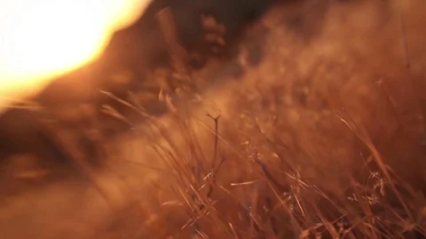 Sunset Abstract Golden Grass Stock Footage 82916340