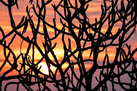Sunset abstract with tree branches Stock Photos