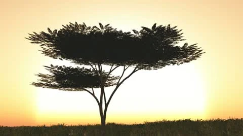 Sunset - Acadia Tree 스톡 동영상 10820575