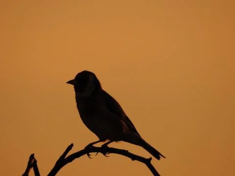 Sunset adn bird Stock Photos