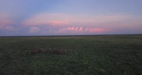 Sunset aerial dusk drone flight herd elephant Tsavo Kenya Africa 1 動画素材 232826243