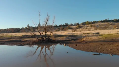 SUNSET AERIAL TREE 01 Stock Footage 99677576