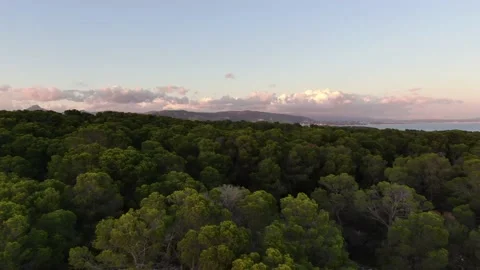 Sunset aerial view of a forrest Stock Footage 208058687