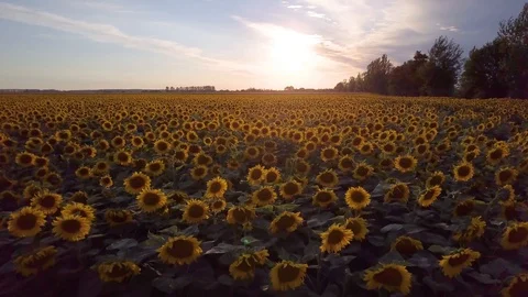 Sunset Aerial View Sunflower Field Camera Flying Low Slowly Stock Footage 101301175