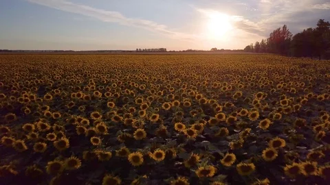 Sunset Aerial View Sunflower Field Camera Flying Fast Low Stock Footage 101301196