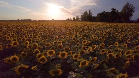 Sunset Aerial View Sunflower Field Camera Flying Fast Backwards Lifting Up Stock Footage 101301234