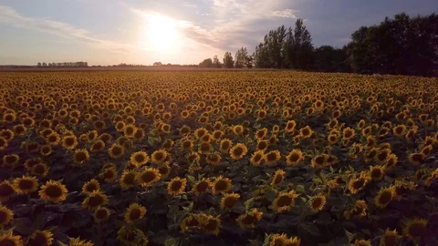 Sunset Aerial View Sunflower Field Camera Flying Fast Backwards Stock Footage 101301257