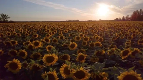 Sunset Aerial View Sunflower Field Camera Turning Slowly Around Stock Footage 101301264
