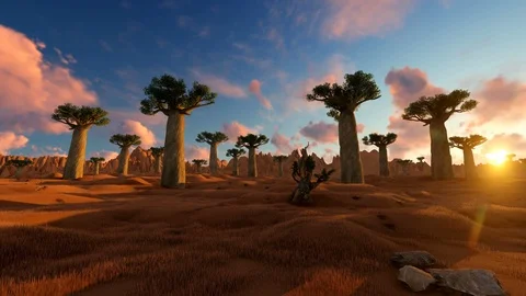 Sunset on african landscape with baobab tree Stock Footage 105155366