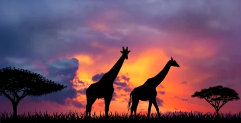Sunset in the African Savannah Stock Illustration