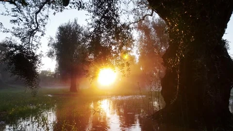 Sunset after the rain among the thousand-year old olive trees in Puglia, 4k Stock Footage 254585986