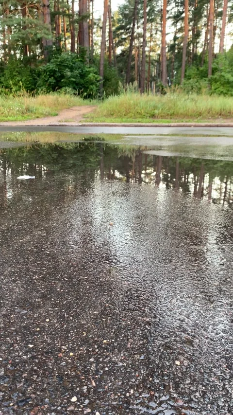 Sunset after rain in the forest. Vertical video Stock Footage 281175135