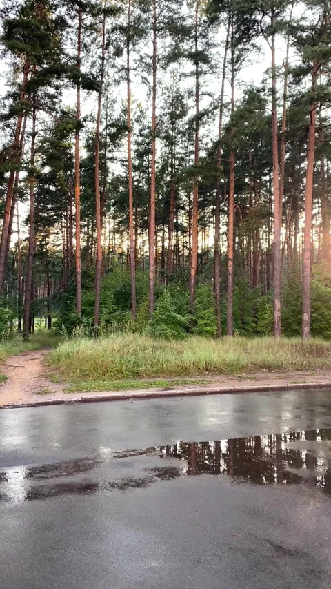 Sunset after the rain. Vertical video Stock Footage 281175098