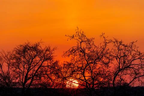 Sunset agains bare trees Stock Photos