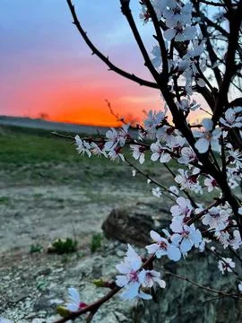 Sunset against the backdrop of a flowering tree Stock Photos